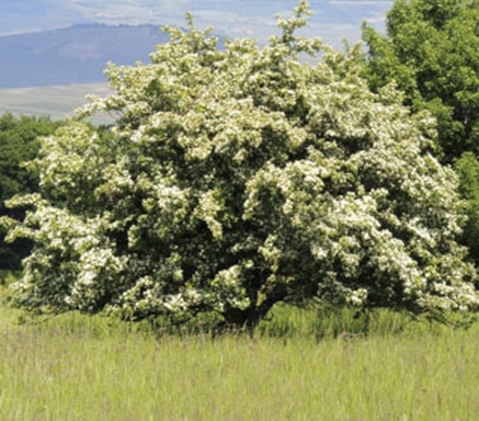 Common Hawthorn tree at the Hunt Museum Garden