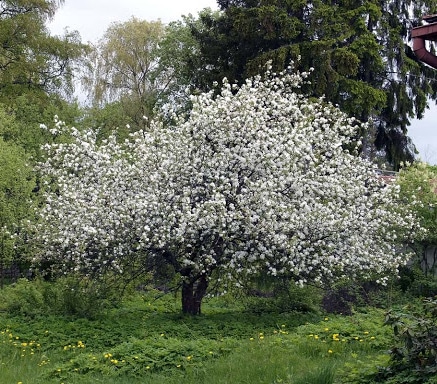 Common Crabapple tree at the Hunt Museum Garden