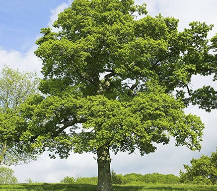 English Oak tree at the Hunt Museum Garden