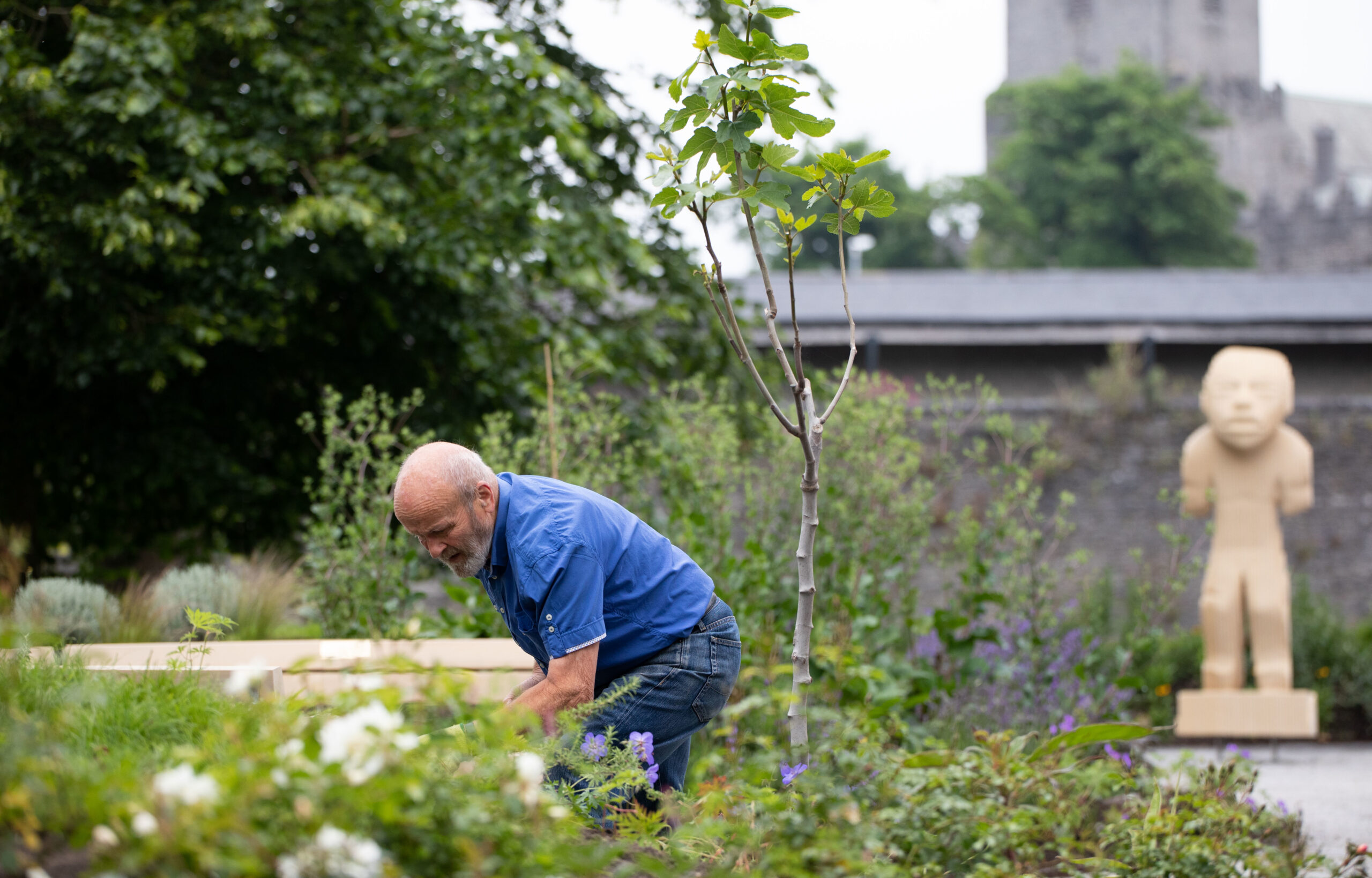 Garden Limerick