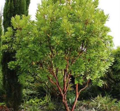 Strawberry tree at the Hunt Museum Garden