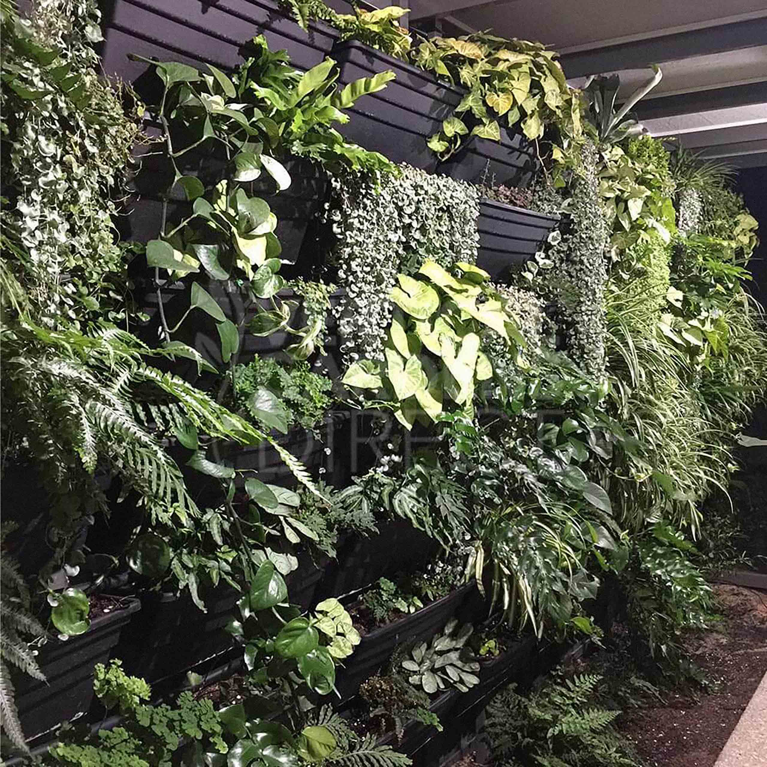 Wall full of hanging pots with leafy green plants hanging down from them